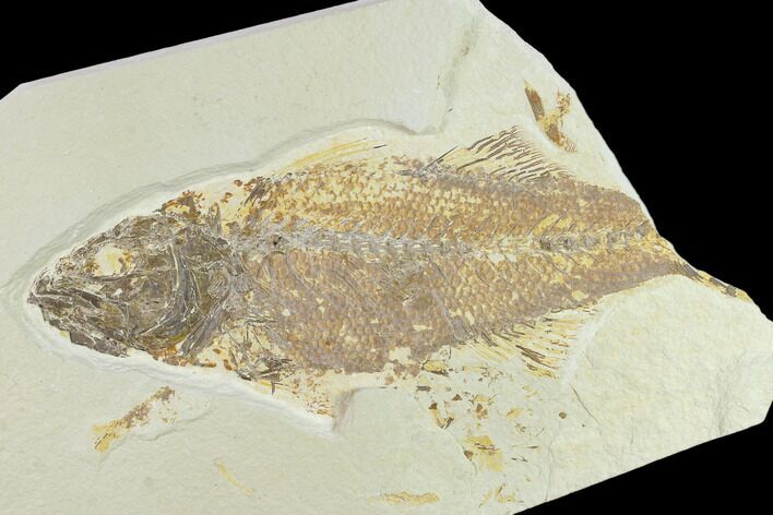 Bargain 8.4" Fossil Fish (Mioplosus) - Uncommon Species